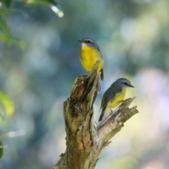 Eopsaltria australis (Eastern Yellow Robin) at Undefined - 2 Jun 2017 by Charles Dove