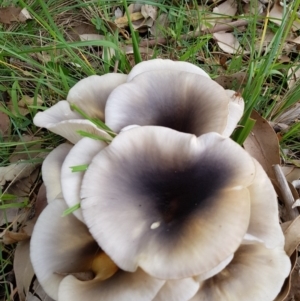 Omphalotus nidiformis at Murramarang National Park - 31 May 2018