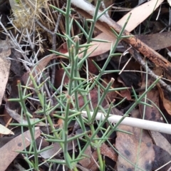 Discaria pubescens (Australian Anchor Plant) at Tennent, ACT - 30 May 2018 by krisnash