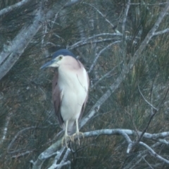 Nycticorax caledonicus (Nankeen Night-Heron) at Bawley Point Bushcare - 24 Apr 2018 by MaggieJ
