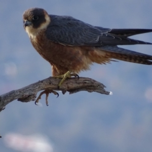 Falco longipennis at Garran, ACT - 30 May 2018