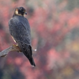 Falco longipennis at Garran, ACT - 30 May 2018