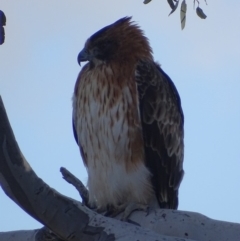 Hieraaetus morphnoides (Little Eagle) by roymcd