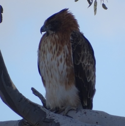 Hieraaetus morphnoides (Little Eagle) by roymcd