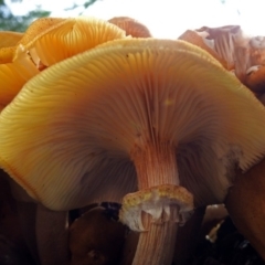 Armillaria luteobubalina (Australian Honey Fungus) at Acton, ACT - 30 May 2018 by RodDeb