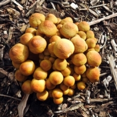 Armillaria luteobubalina at Acton, ACT - 30 May 2018