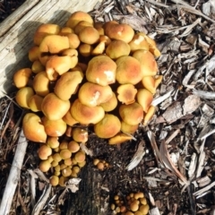 Armillaria luteobubalina at Acton, ACT - 30 May 2018