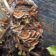 Trametes sp. at Acton, ACT - 30 May 2018 by RodDeb