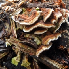 Trametes sp. at Acton, ACT - 30 May 2018