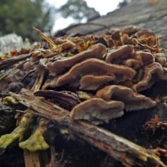 Trametes sp. at Acton, ACT - 30 May 2018 12:38 PM