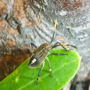 Poecilometis sp. (genus) at Aranda, ACT - 2 Mar 2013 02:04 PM