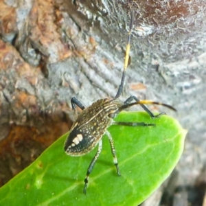 Poecilometis sp. (genus) at Aranda, ACT - 2 Mar 2013