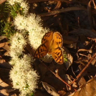 Heteronympha merope (Common Brown Butterfly) at Aranda, ACT - 7 Nov 2014 by JanetRussell