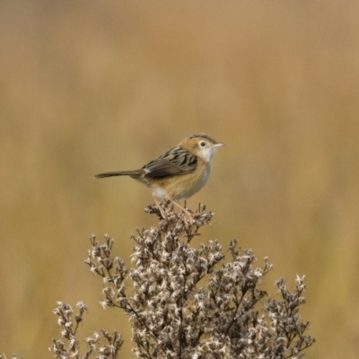 Cisticola exilis (Golden-headed Cisticola) at Michelago, NSW - 28 May 2018 by Illilanga