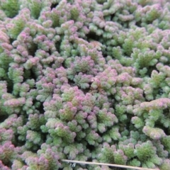 Azolla filiculoides (Water Fern) at Campbell, ACT - 9 May 2018 by michaelb