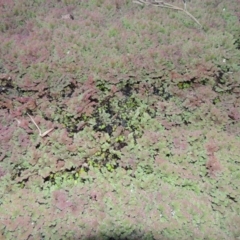 Azolla rubra at Campbell, ACT - 9 May 2018 07:06 PM