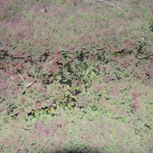 Azolla rubra at Campbell, ACT - 9 May 2018 07:06 PM
