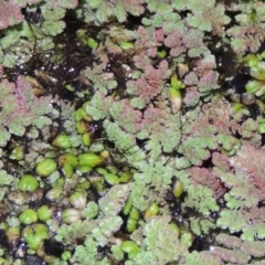 Ricciocarpos natans (Floating Liverwort) at Jerrabomberra Wetlands - 9 May 2018 by michaelb