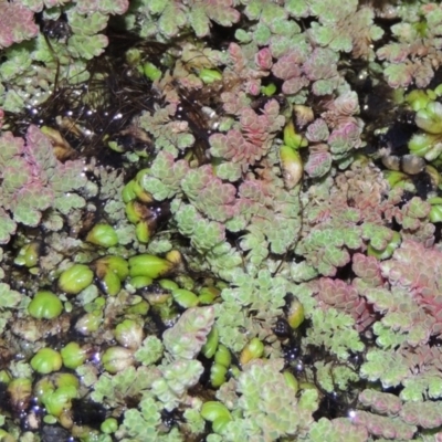 Ricciocarpos natans (Floating Liverwort) at Jerrabomberra Wetlands - 9 May 2018 by michaelb