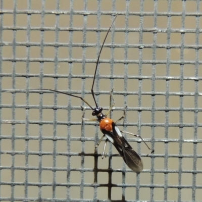 Rayieria basifer (Braconid-mimic plant bug) at Conder, ACT - 2 Jan 2018 by michaelb