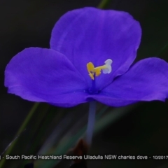 Patersonia sp. at South Pacific Heathland Reserve - 17 Oct 2017 by CharlesDove