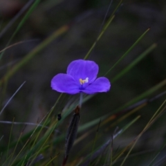 Patersonia sp. at South Pacific Heathland Reserve - 17 Oct 2017