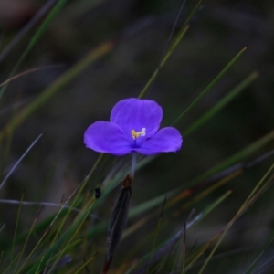 Patersonia sp. at South Pacific Heathland Reserve - 17 Oct 2017 12:00 AM