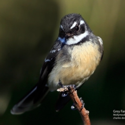 Rhipidura albiscapa (Grey Fantail) at Undefined - 5 Jun 2017 by CharlesDove