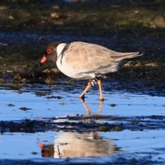 Charadrius rubricollis (Hooded Plover) at Undefined - 5 Jun 2017 by CharlesDove