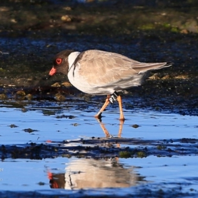 Charadrius rubricollis (Hooded Plover) at Undefined - 5 Jun 2017 by CharlesDove