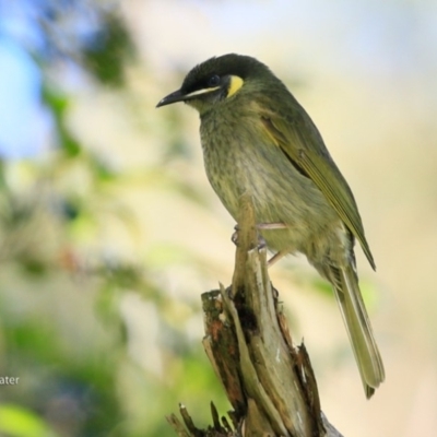 Meliphaga lewinii (Lewin's Honeyeater) at Undefined - 2 Jun 2017 by CharlesDove