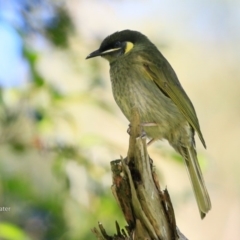 Meliphaga lewinii (Lewin's Honeyeater) at Undefined - 1 Jun 2017 by Charles Dove
