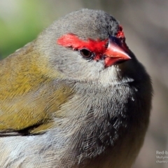Neochmia temporalis (Red-browed Finch) at Undefined - 1 Jun 2017 by Charles Dove