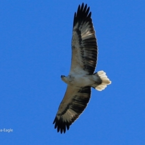 Haliaeetus leucogaster at undefined - 2 Jun 2017