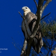 Haliaeetus leucogaster at undefined - 2 Jun 2017 12:00 AM