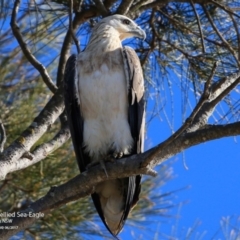 Haliaeetus leucogaster at undefined - 2 Jun 2017