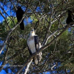 Haliaeetus leucogaster at undefined - 2 Jun 2017