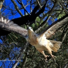 Haliaeetus leucogaster at undefined - 2 Jun 2017 12:00 AM