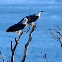 Haliaeetus leucogaster (White-bellied Sea-Eagle) at Ulladulla - Warden Head Bushcare - 31 May 2017 by Charles Dove