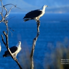 Haliaeetus leucogaster at Ulladulla, NSW - 1 Jun 2017