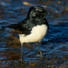 Rhipidura leucophrys (Willie Wagtail) at Undefined - 2 Jun 2017 by CharlesDove