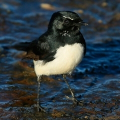 Rhipidura leucophrys (Willie Wagtail) at Undefined - 1 Jun 2017 by Charles Dove