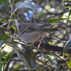 Acanthiza pusilla (Brown Thornbill) at Tennent, ACT - 27 May 2018 by RodDeb