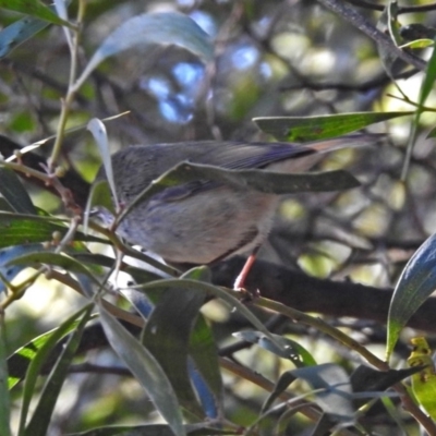 Acanthiza pusilla (Brown Thornbill) at Tennent, ACT - 27 May 2018 by RodDeb