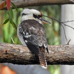 Dacelo novaeguineae (Laughing Kookaburra) at ANBG - 30 May 2018 by RodDeb