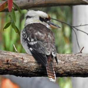 Dacelo novaeguineae at Acton, ACT - 30 May 2018 12:17 PM