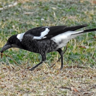 Gymnorhina tibicen (Australian Magpie) at Jerrabomberra Wetlands - 1 Jun 2018 by RodDeb