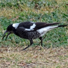 Gymnorhina tibicen at Fyshwick, ACT - 1 Jun 2018