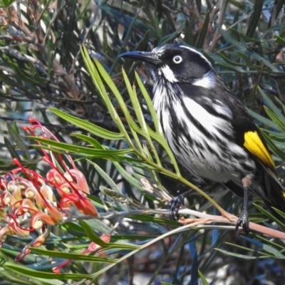 Phylidonyris novaehollandiae (New Holland Honeyeater) at Acton, ACT - 30 May 2018 by RodDeb