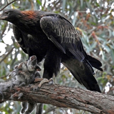 Aquila audax (Wedge-tailed Eagle) at Acton, ACT - 30 May 2018 by RodDeb